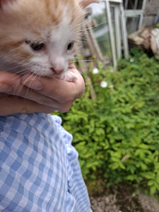 Котята (3 фото из 3)