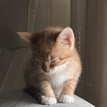 Милый котёнок-мальчик, 2 месяца