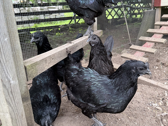 Ayam cemani haudemunad