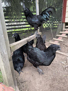 Инкубационные яйца ayam cemani (1 фото из 2)