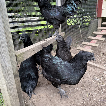 Ayam cemani haudemunad