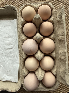 Инкубационные яйца ayam cemani (2 фото из 2)