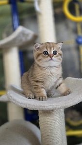 Scottish Straight - Scottish Fold. (2 фото из 9)