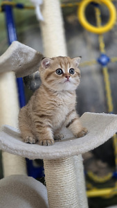 Scottish Straight - Scottish Fold. (3 фото из 9)