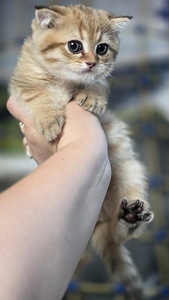 Scottish Straight - Scottish Fold. (4 фото из 9)