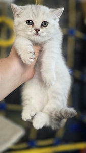 Scottish Straight - Scottish Fold. (5 фото из 9)