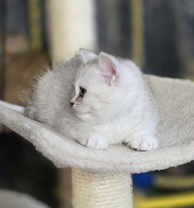Scottish Straight - Scottish Fold. (7 фото из 9)