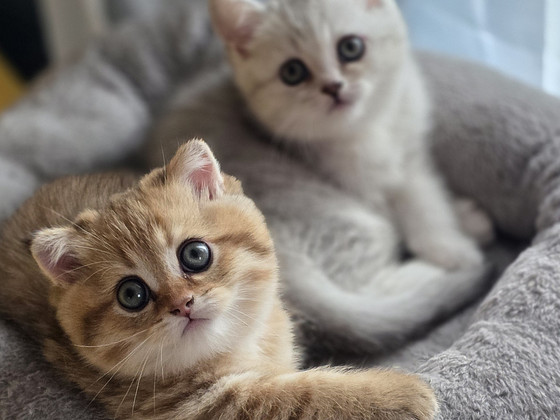Scottish Straight - Scottish Fold.