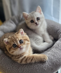 Scottish Straight - Scottish Fold. (1 фото из 9)