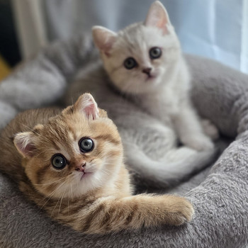 Scottish Straight - Scottish Fold.