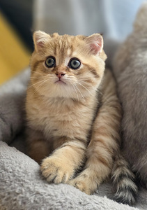 Scottish Straight - Scottish Fold. (8 фото из 9)