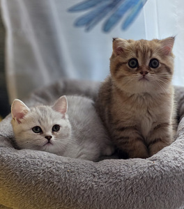 Scottish Straight - Scottish Fold. (9 фото из 9)