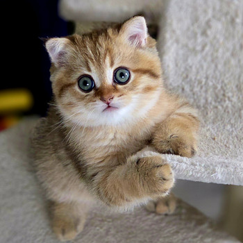 Scottish Straight - Scottish Fold.