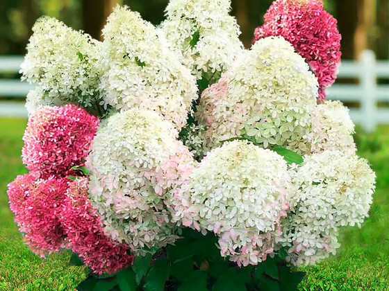 Гортензия садовая ‘Living Royal Flower