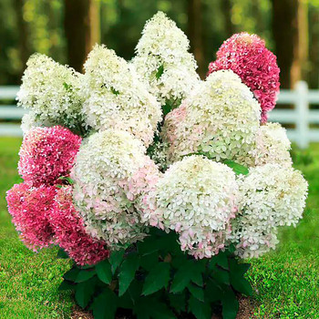 Гортензия садовая ‘Living Royal Flower
