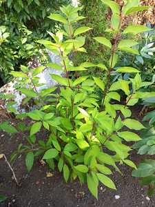 Гортензия садовая ‘Living Royal Flower (3 фото из 4)