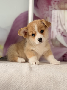 Welsh Corgi Pembroke'i kutsikad (1 foto / 10)