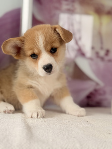 Welsh Corgi Pembroke'i kutsikad (2 foto / 10)