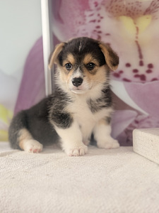 Welsh Corgi Pembroke'i kutsikad (4 foto / 10)
