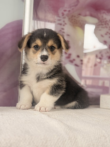 Welsh Corgi Pembroke'i kutsikad (3 foto / 10)