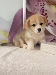 Welsh Corgi Pembroke'i kutsikad (5 foto / 10)