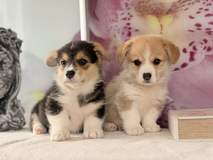 Welsh Corgi Pembroke'i kutsikad (7 foto / 10)