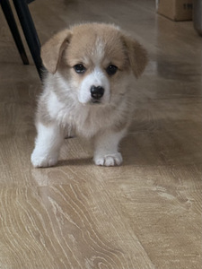 Welsh Corgi Pembroke'i kutsikad (8 foto / 10)