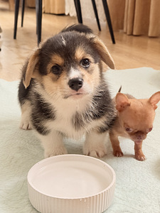 Welsh Corgi Pembroke'i kutsikad (6 foto / 10)