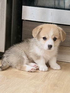 Welsh Corgi Pembroke'i kutsikad (9 foto / 10)