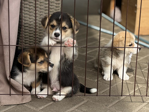Welsh Corgi Pembroke'i kutsikad (10 foto / 10)