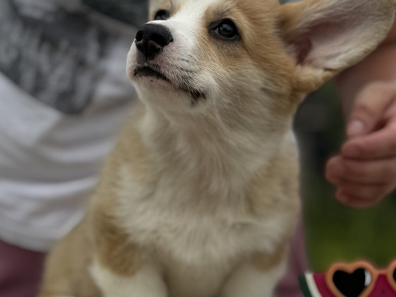 Welsh Corgi Pembroke'i kutsikad