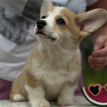 Welsh Corgi Pembroke'i kutsikad