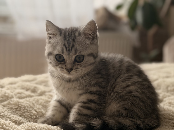 British kittens/ Британские котята