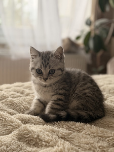 British kittens/ Британские котята (1 фото из 10)