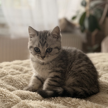 British kittens/ Британские котята