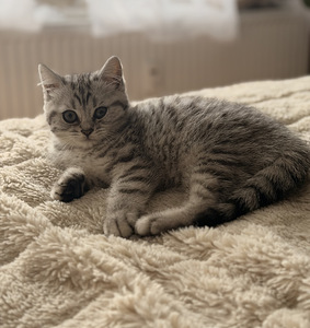 British kittens/ Британские котята (2 фото из 10)