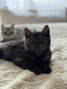 British kittens/ Британские котята (4 фото из 10)