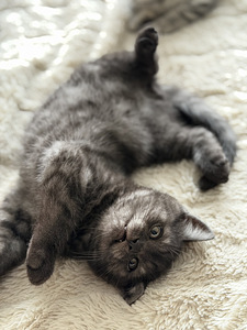 British kittens/ Британские котята (3 фото из 10)