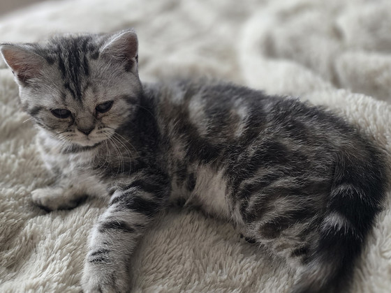 British kittens/ Британские котята