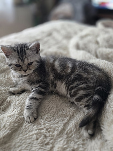 British kittens/ Британские котята (5 фото из 10)