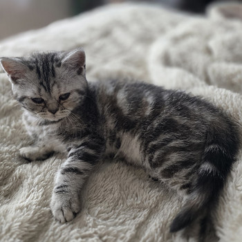 British kittens/ Британские котята