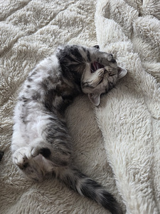 British kittens/ Британские котята (6 фото из 10)