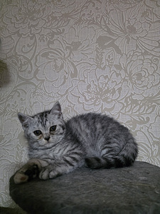 British kittens/ Британские котята (7 фото из 10)