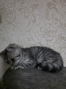 British kittens/ Британские котята (8 фото из 10)