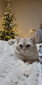 British kittens/ Британские котята (9 фото из 10)