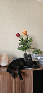British kittens/ Британские котята (10 фото из 10)