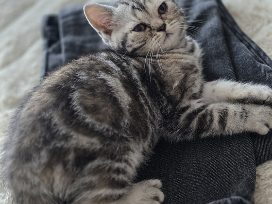 British kittens/ Британские котята