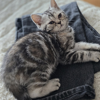 British kittens/ Британские котята