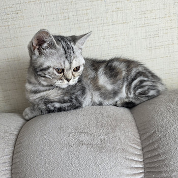British kittens/ Британские котята