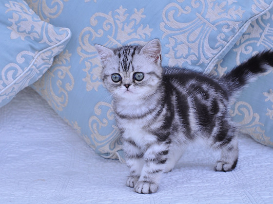 Британский котёнок